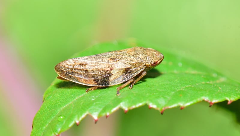 Tiny Yard Landscaping